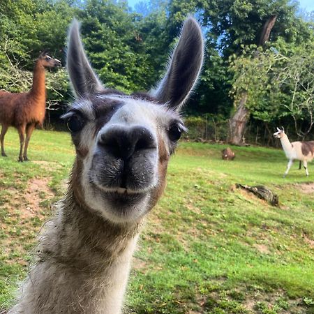 The Llama Farm France Saint-Cyr-Les-Champagnes Екстер'єр фото