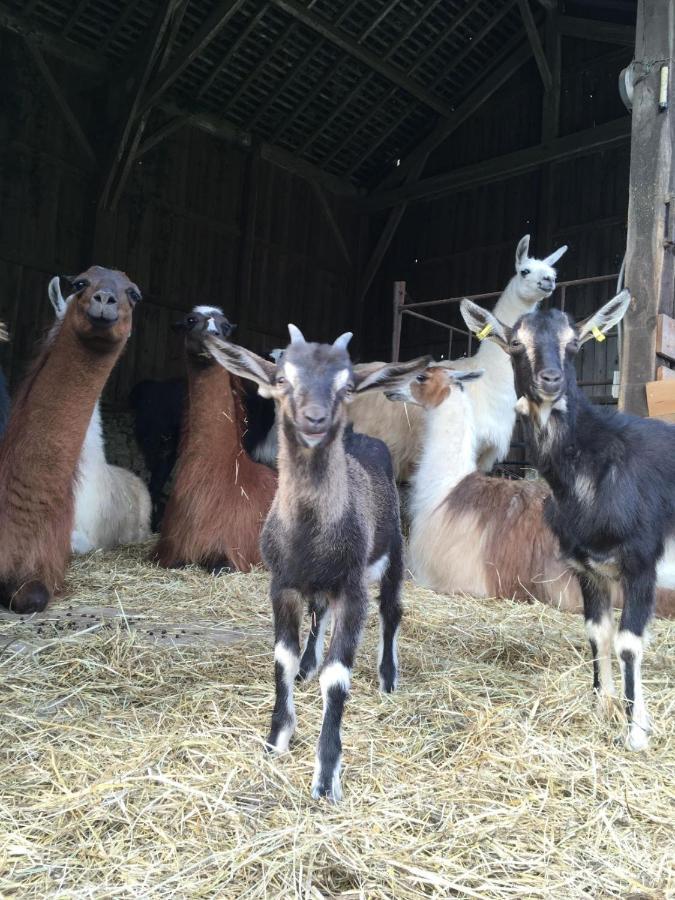 The Llama Farm France Saint-Cyr-Les-Champagnes Екстер'єр фото
