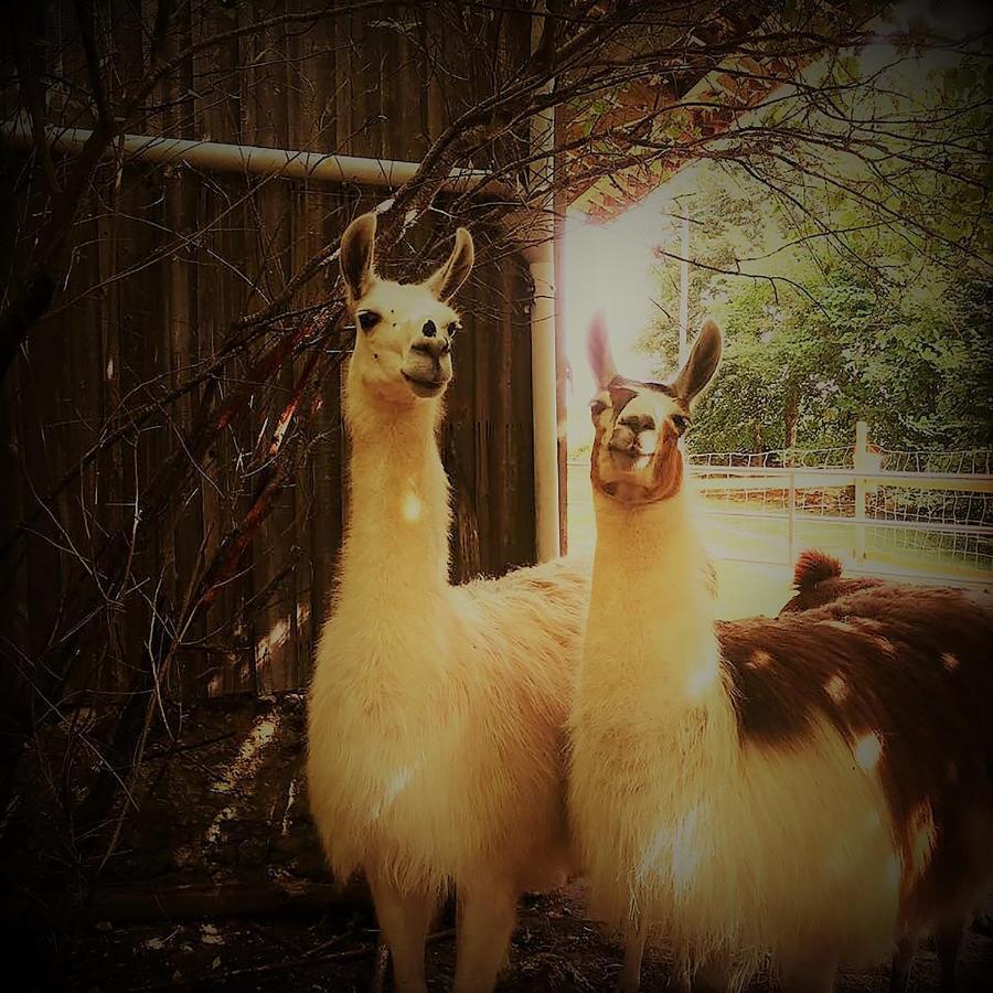 The Llama Farm France Saint-Cyr-Les-Champagnes Екстер'єр фото