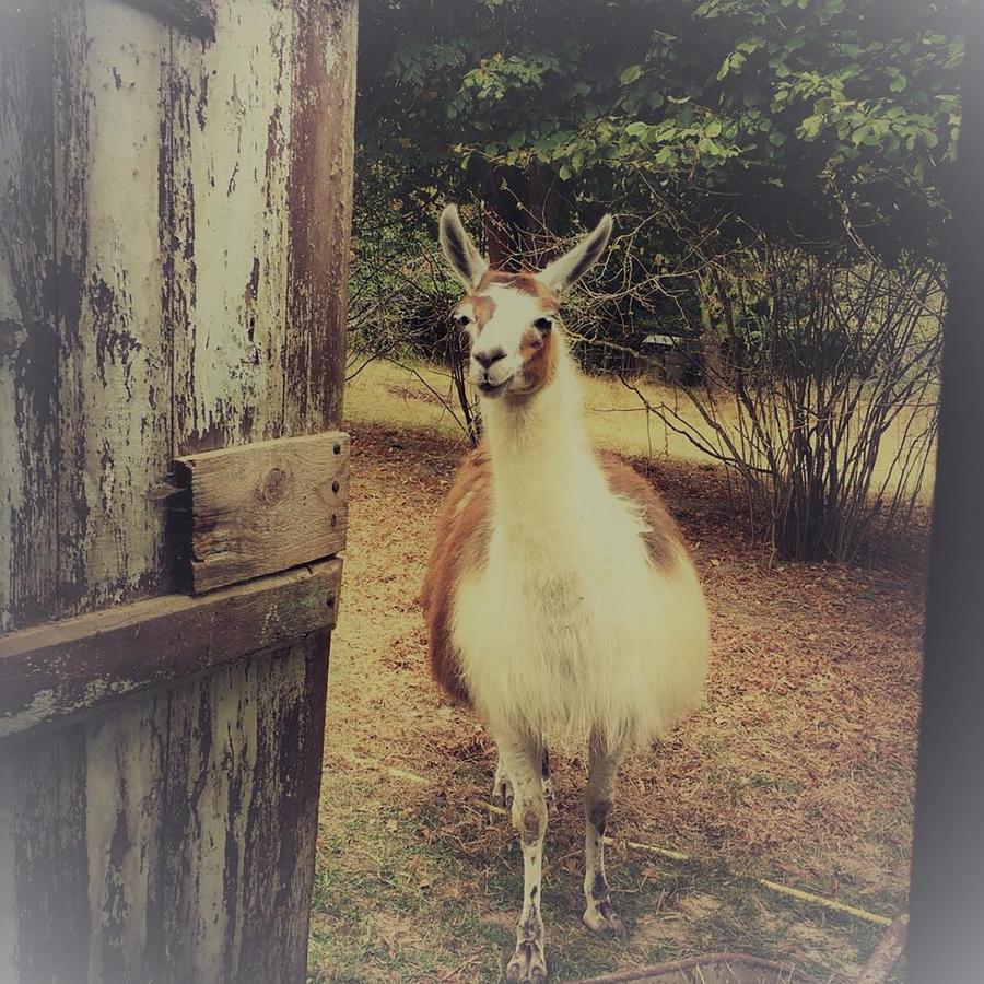 The Llama Farm France Saint-Cyr-Les-Champagnes Екстер'єр фото
