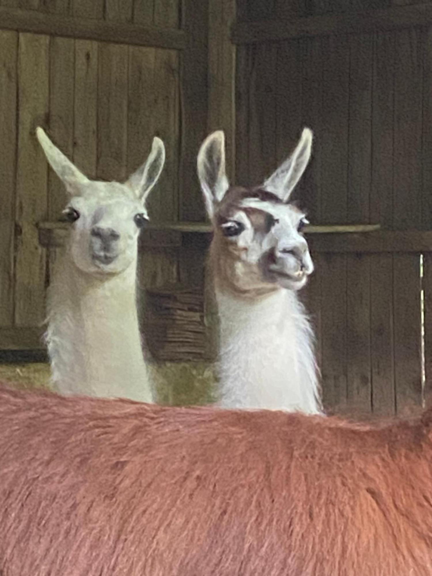 The Llama Farm France Saint-Cyr-Les-Champagnes Екстер'єр фото
