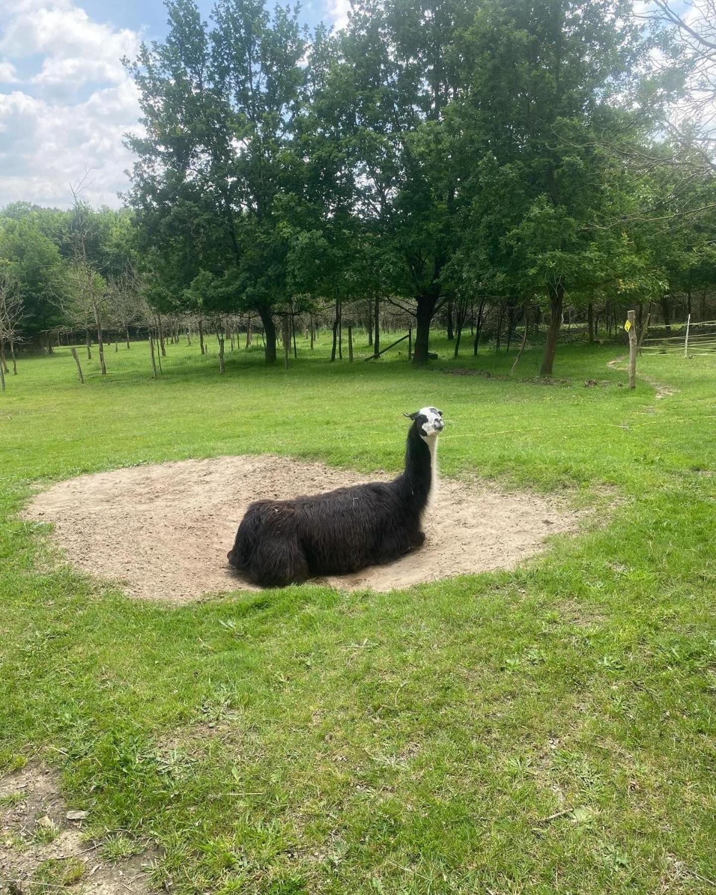 The Llama Farm France Saint-Cyr-Les-Champagnes Екстер'єр фото