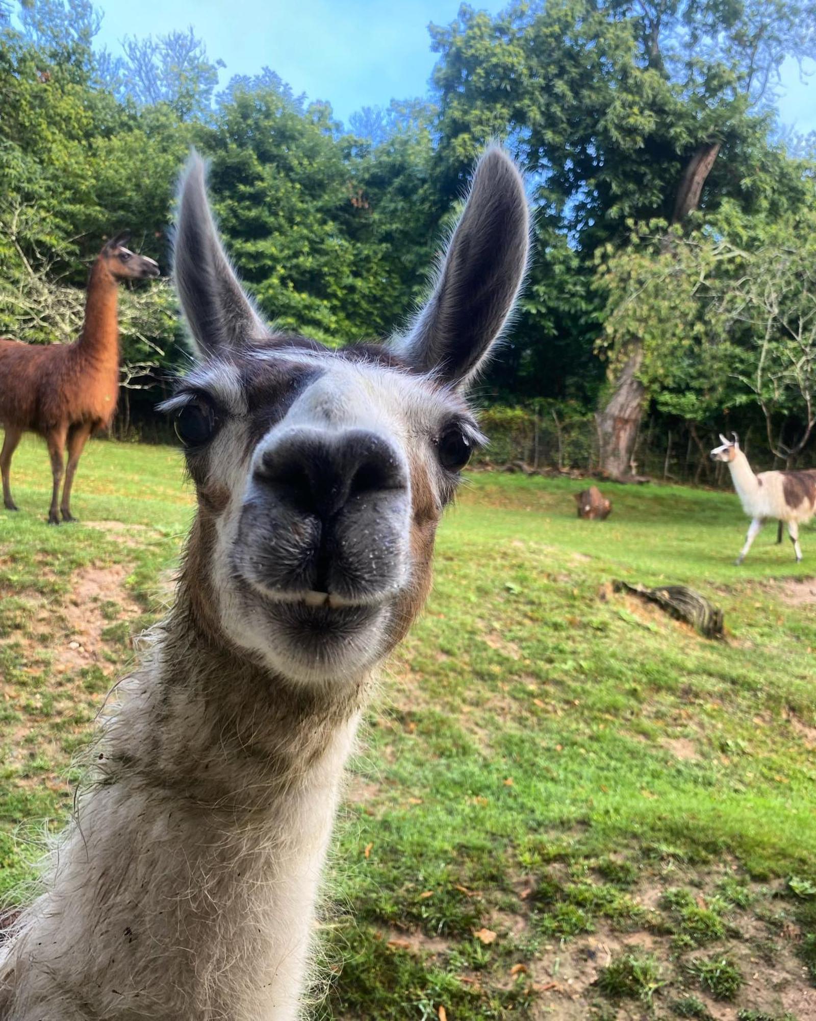 The Llama Farm France Saint-Cyr-Les-Champagnes Екстер'єр фото