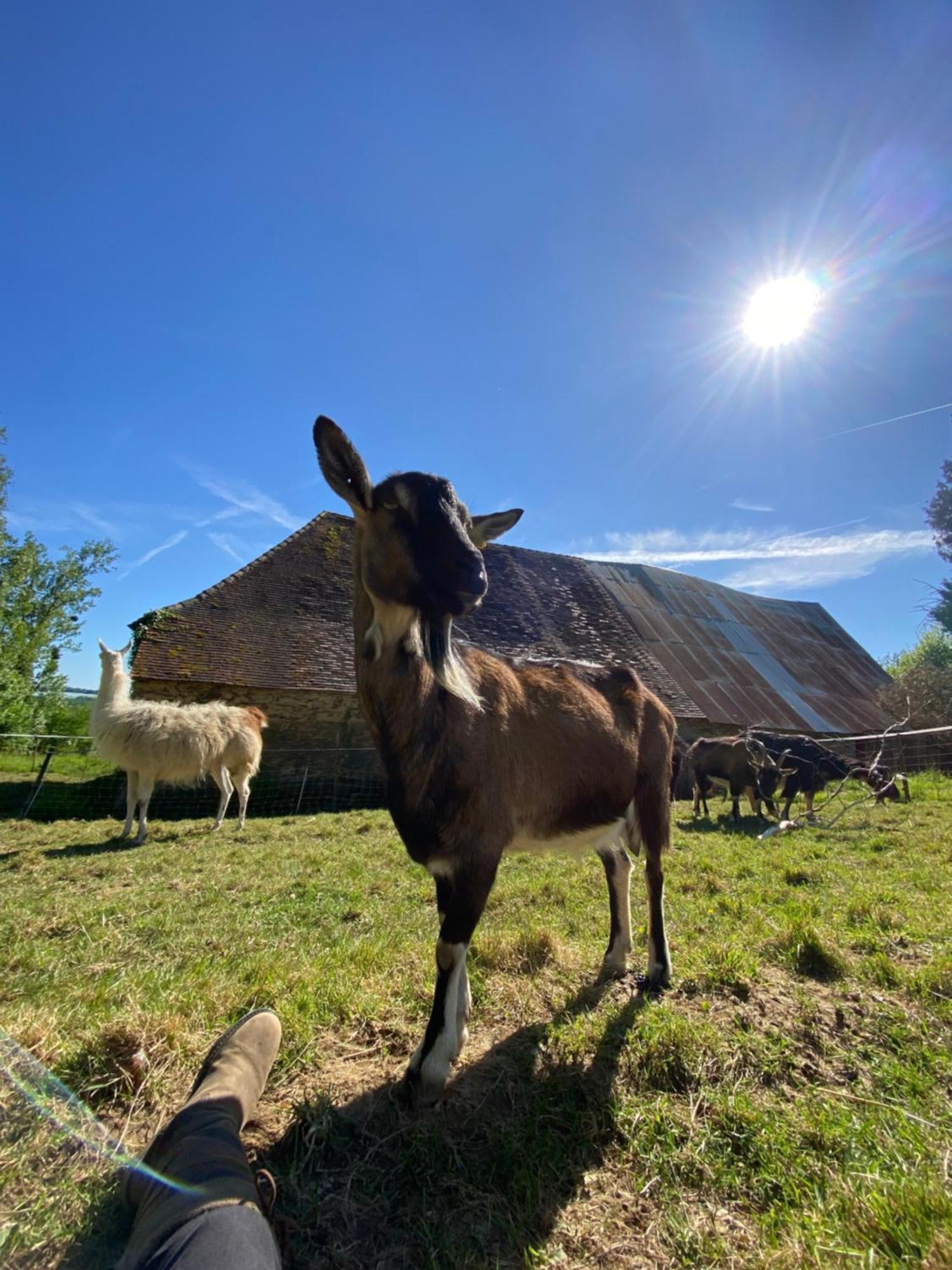 The Llama Farm France Saint-Cyr-Les-Champagnes Екстер'єр фото