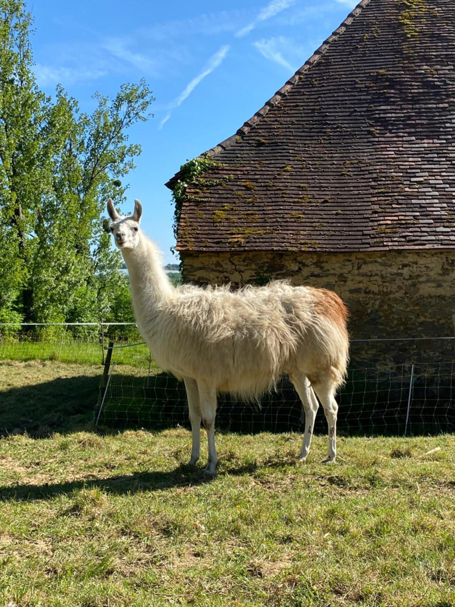 The Llama Farm France Saint-Cyr-Les-Champagnes Екстер'єр фото