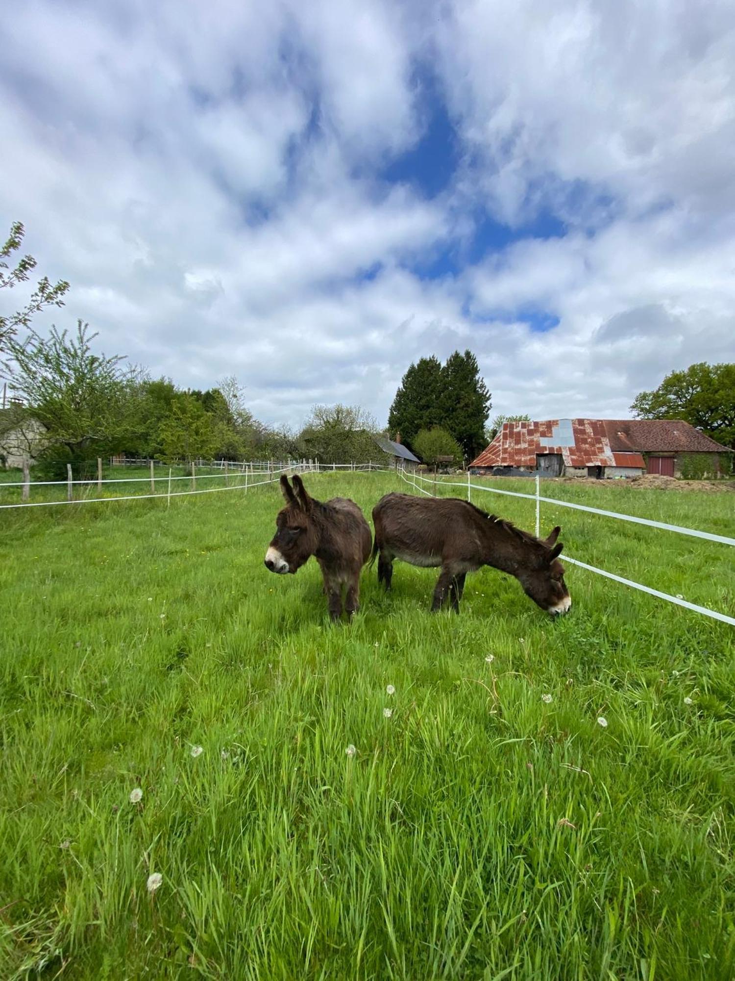 The Llama Farm France Saint-Cyr-Les-Champagnes Екстер'єр фото