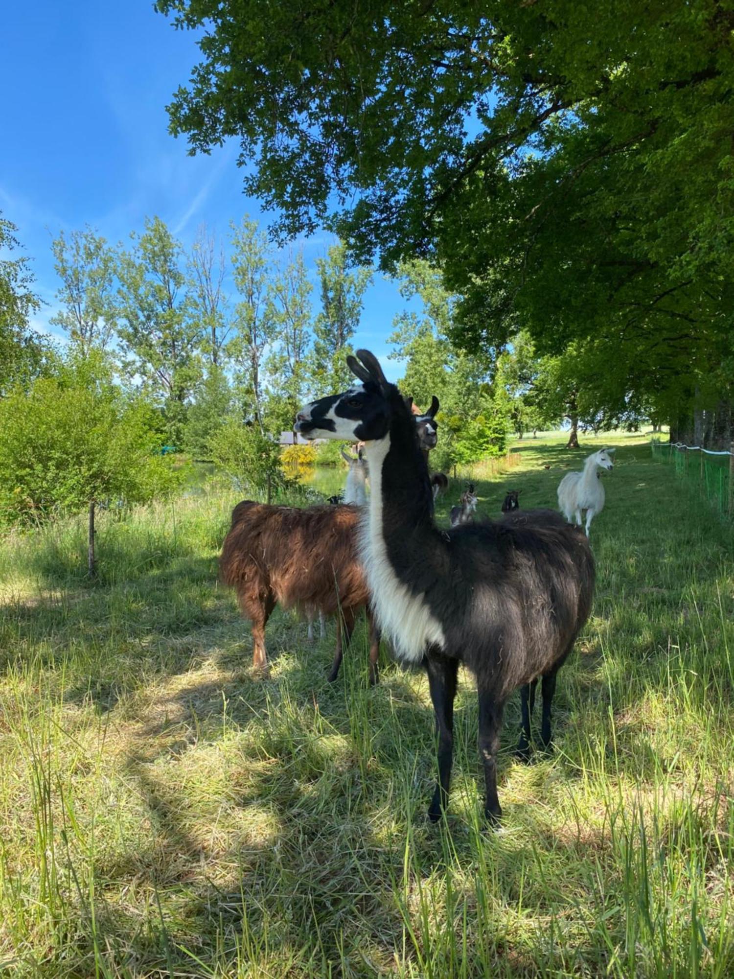 The Llama Farm France Saint-Cyr-Les-Champagnes Екстер'єр фото