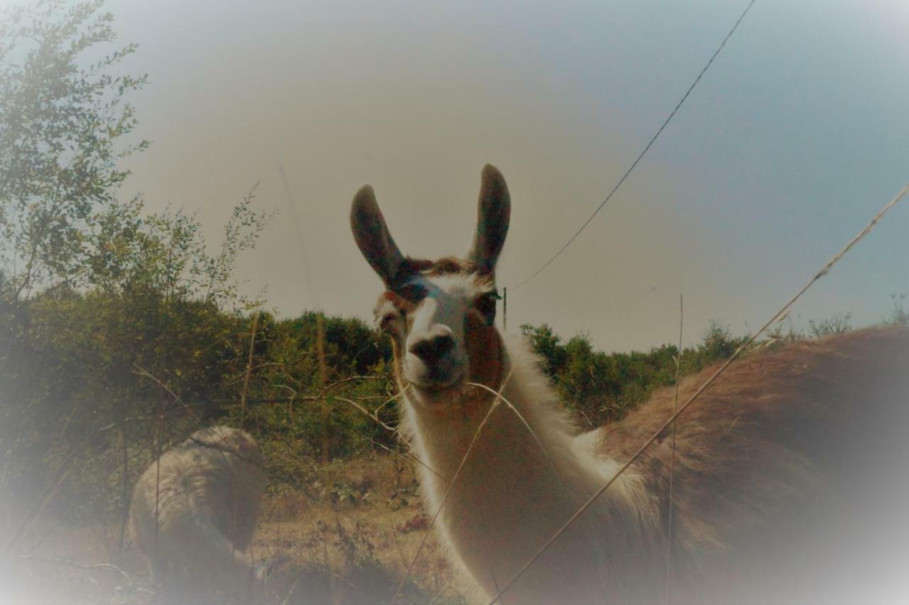 The Llama Farm France Saint-Cyr-Les-Champagnes Екстер'єр фото