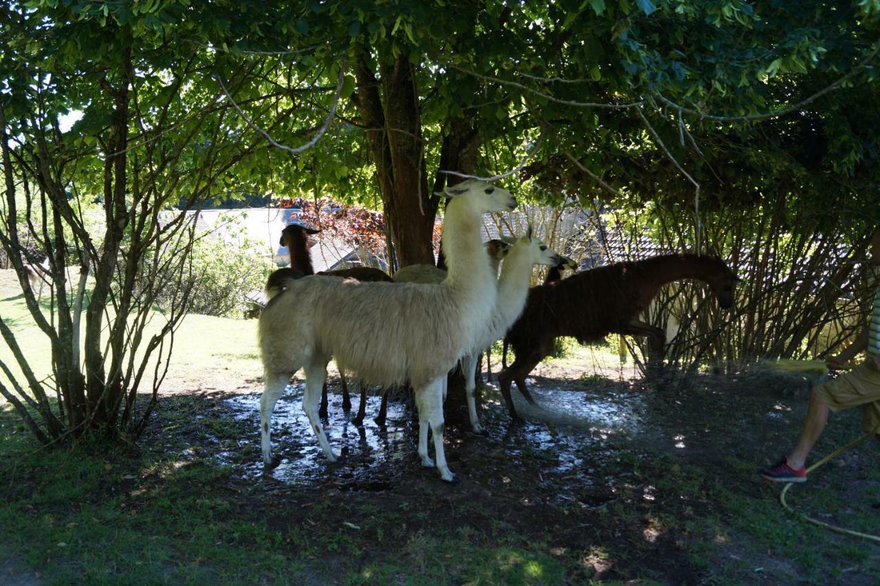 The Llama Farm France Saint-Cyr-Les-Champagnes Екстер'єр фото