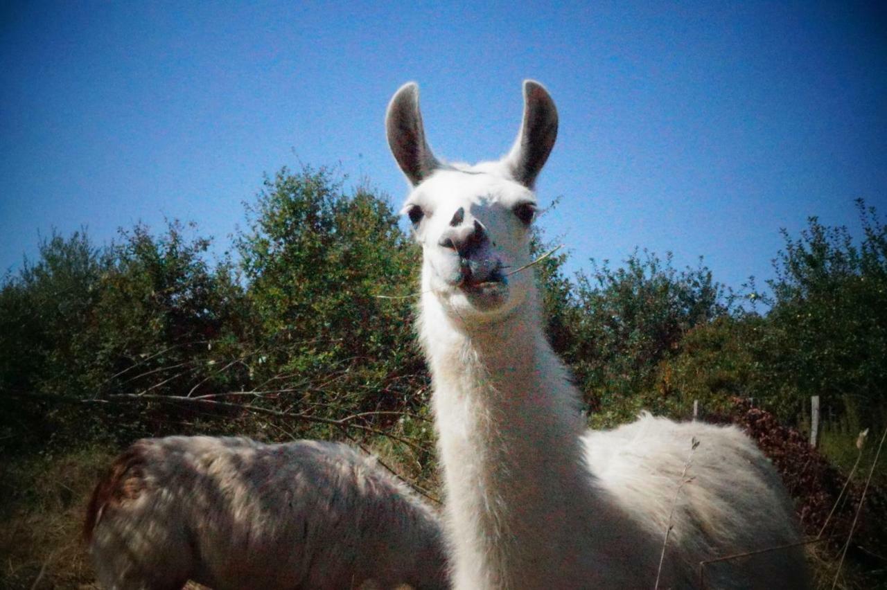 The Llama Farm France Saint-Cyr-Les-Champagnes Екстер'єр фото