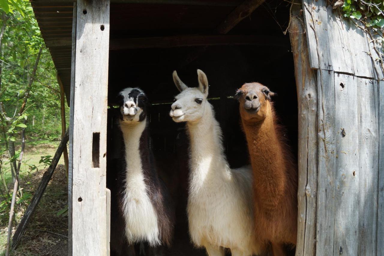 The Llama Farm France Saint-Cyr-Les-Champagnes Екстер'єр фото